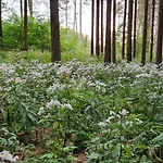 Ollywood, Pur Im Westerwald, 2 Bis 4 Personen *