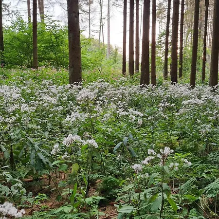 Ollywood, Pur Im Westerwald, 2 Bis 4 Personen *