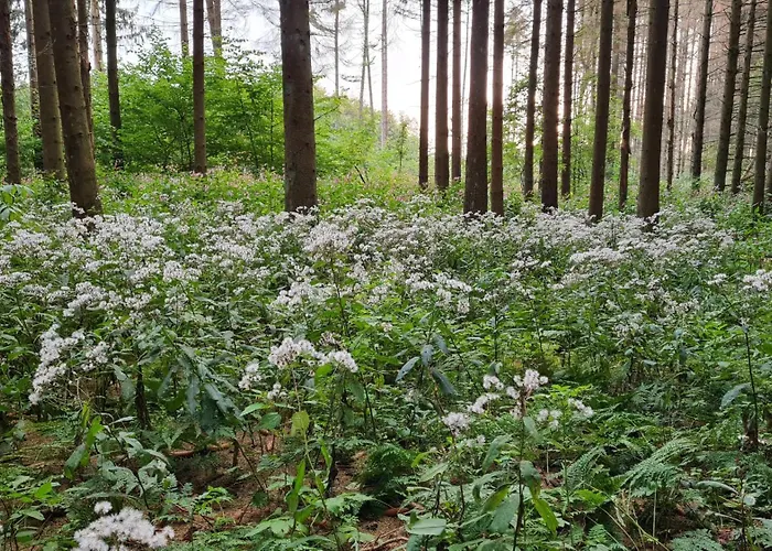 Ollywood, Pur Im Westerwald, 2 Bis 4 Personen *