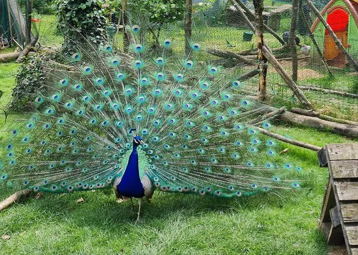 Ollywood, Pur Im Westerwald, 2 Bis 4 Personen Lägenhet