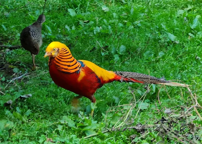 Ollywood, Pur Im Westerwald, 2 Bis 4 Personen Halbs